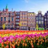 Amsterdam Tulips